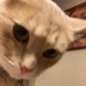 Meet your Posher, Ivy